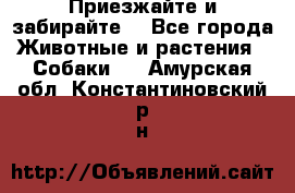 Приезжайте и забирайте. - Все города Животные и растения » Собаки   . Амурская обл.,Константиновский р-н